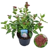 Viburnum tinus 'Lisa Rose' ® 7,5L