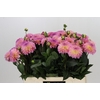 Dahlia Esli