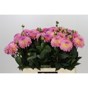 Dahlia Esli