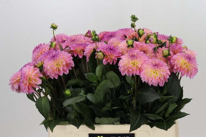 <h4>Dahlia Esli</h4>