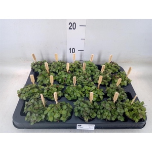 Callisia repens 'Turtle'