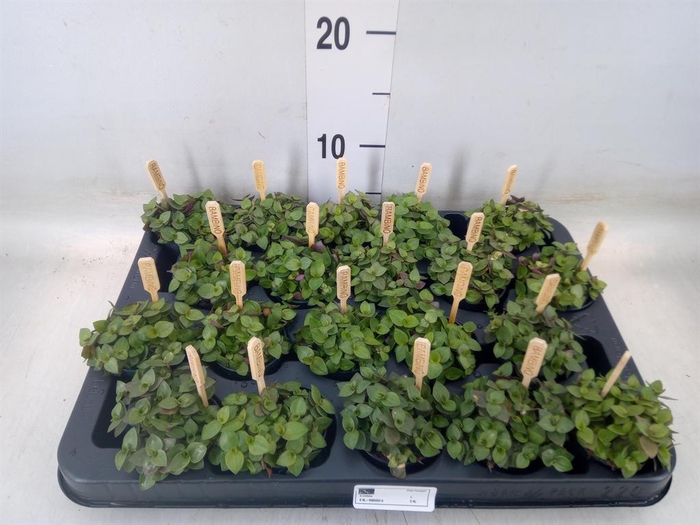 <h4>Callisia repens 'Turtle'</h4>