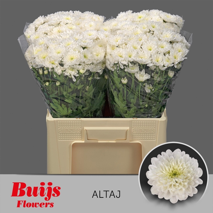 <h4>CHR T ALTAJ</h4>
