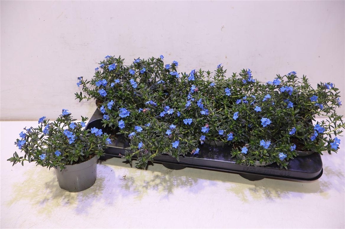 <h4>Glando Diffusa</h4>