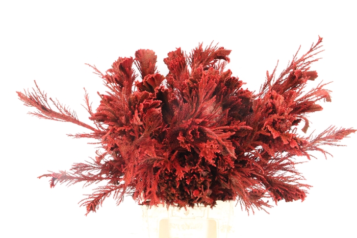 <h4>Cryptomeria Red</h4>