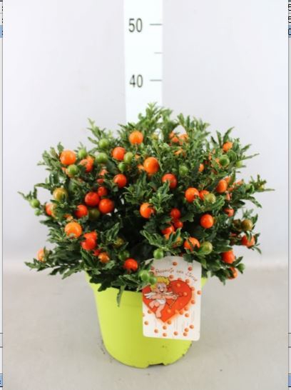 <h4>Solanum pseudocapsicum 'Megaball'</h4>