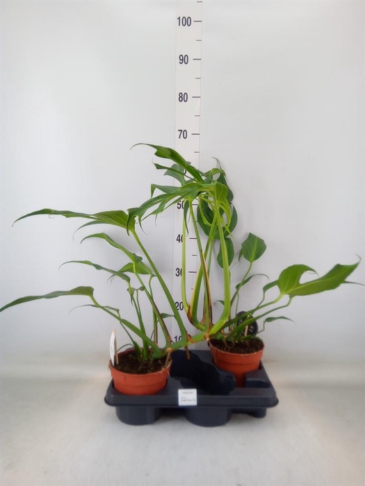 <h4>Monstera   ...</h4>