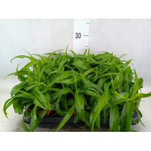 Chlorophytum com. 'Green Bonnie'
