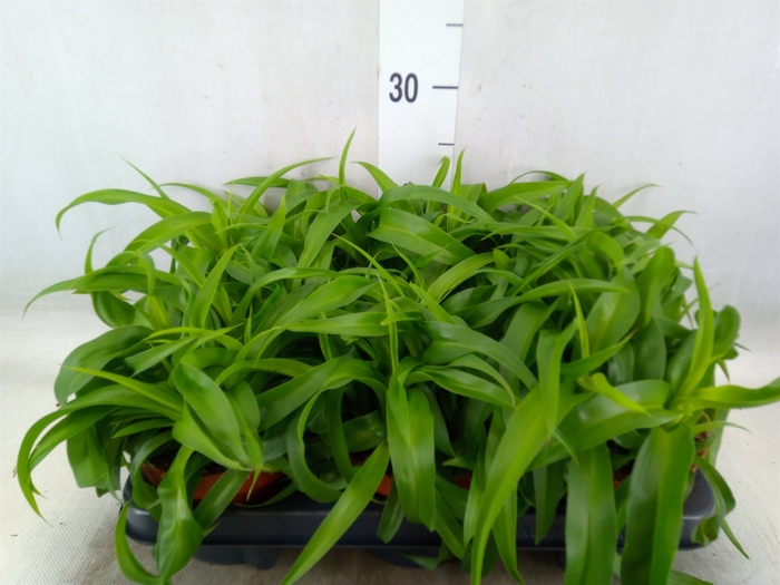 <h4>Chlorophytum com. 'Green Bonnie'</h4>