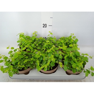 Ficus pumila 'White Sunny'