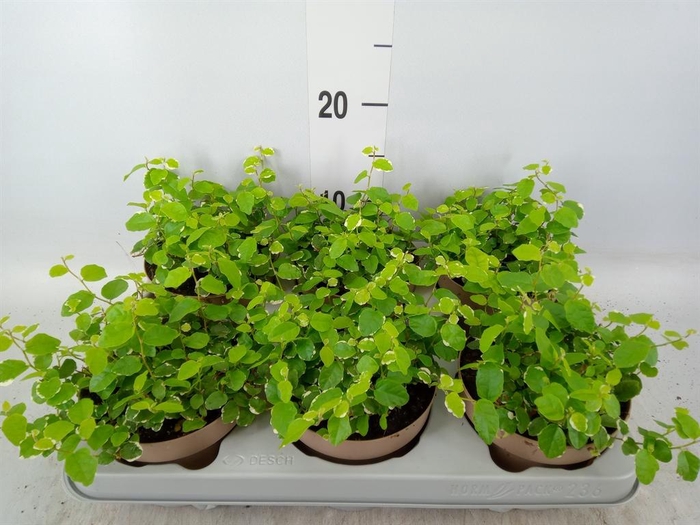 <h4>Ficus pumila 'White Sunny'</h4>