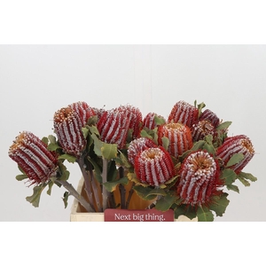 Banksia Coccinea