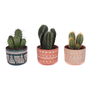 Cactus mix 10,5 cm in vanuatu pot