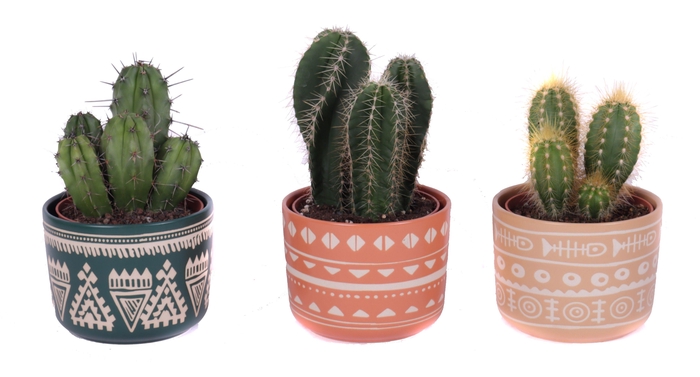<h4>Cactus mix 10,5 cm in vanuatu pot</h4>