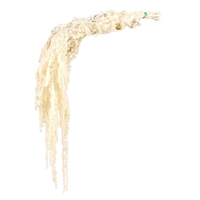 <h4>Amaranthus Caudatus Preserved Bleached White</h4>