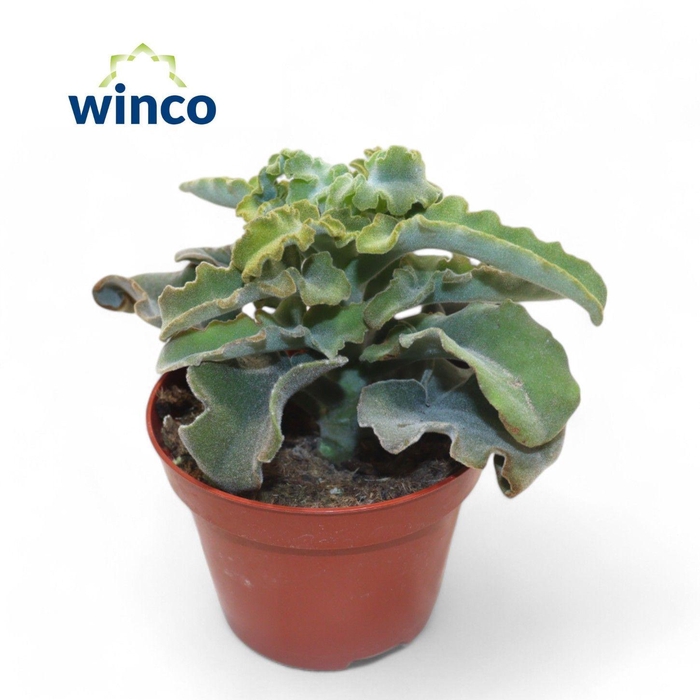 <h4>KALANCHOE OV</h4>