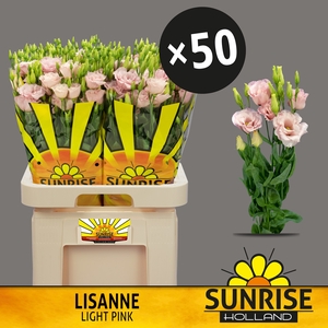 EUS G LISANNE L PINK