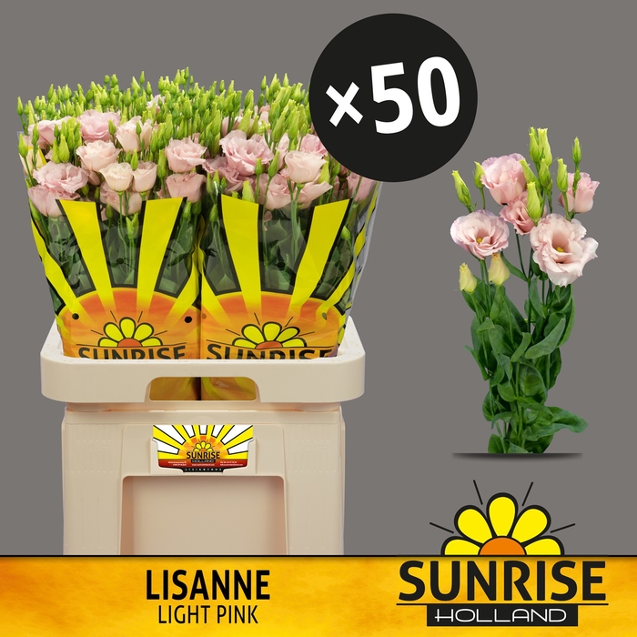 <h4>EUS G LISANNE L PINK</h4>