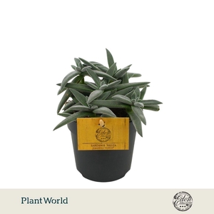 Crassula Tenelli 10,5cm