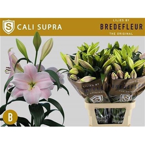 Li Lo Cali Supra