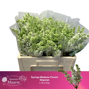 SYR V MME FL STEPMAN