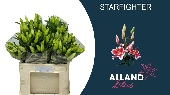 <h4>LI OR STARFIGHTER</h4>