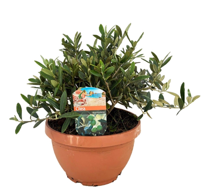<h4>Olea europaea</h4>