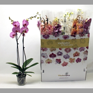 PHAL GEM 10 KL