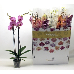PHAL GEM 10 KL