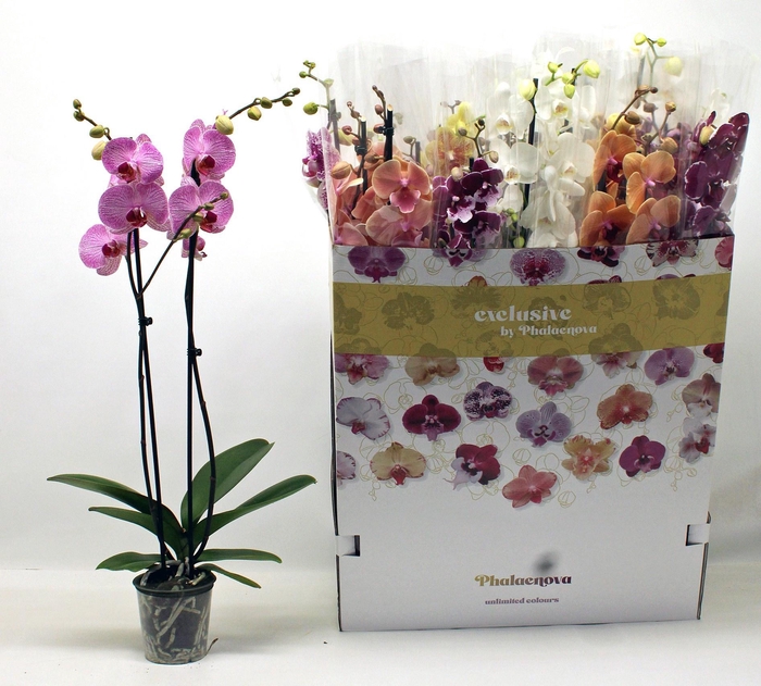 <h4>PHAL GEM 10 KL</h4>