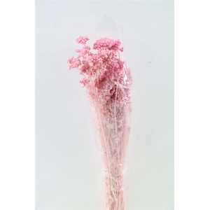 Pres Lonas Pink Bunch