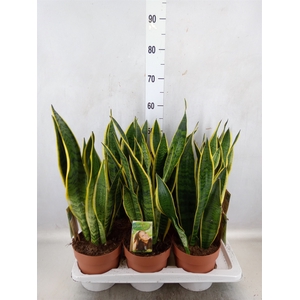 Sansevieria trifa. 'Laurentii'