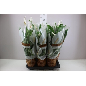 Spathiphyllum Sweet Chico