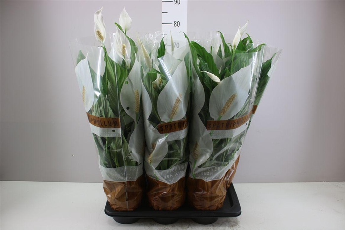 <h4>Spathiphyllum Sweet Chico</h4>