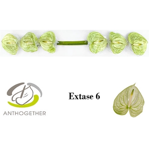 ANTH A EXTASE 6 Small Pack