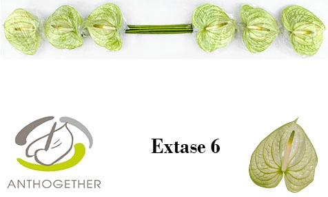 <h4>Anthurium Extase</h4>