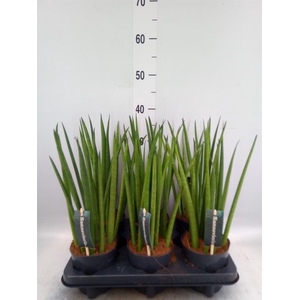 Sansevieria cyl.  ...