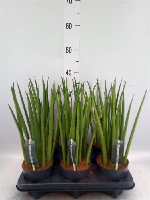 <h4>Sansevieria cyl.  ...</h4>