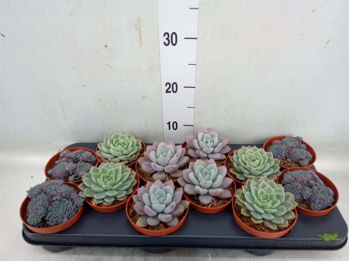 <h4>Echeveria   ...mix</h4>