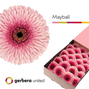 Ge Gr Pomponi Mayball Box United