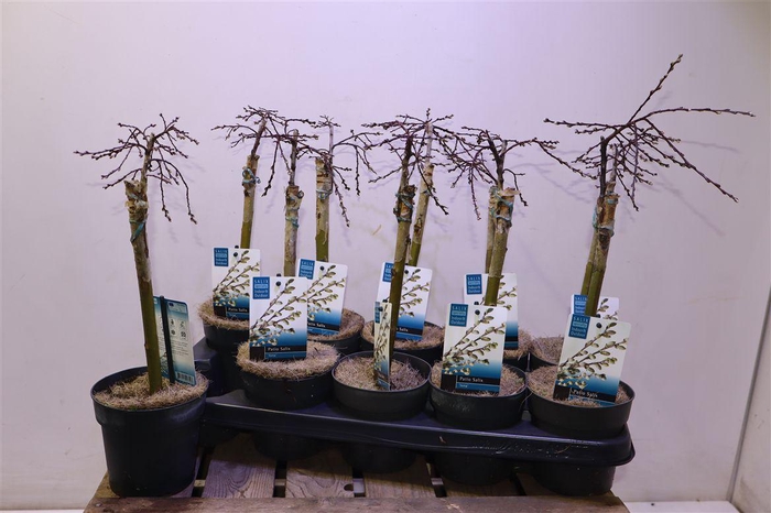 <h4>Salix Rep Iona</h4>