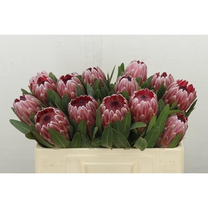 Protea Pink Ice