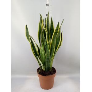 Sansevieria trifa. 'Laurentii'