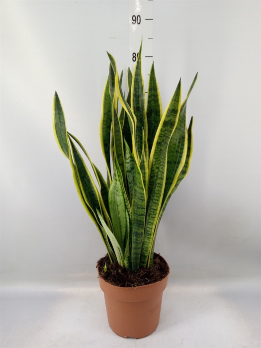 <h4>Sansevieria trifa. 'Laurentii'</h4>