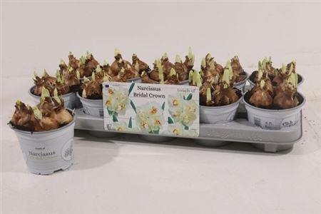 <h4>Narc D Bridal Crown</h4>