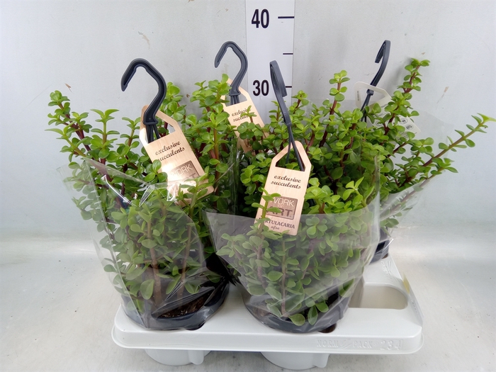 <h4>Portulacaria afra</h4>