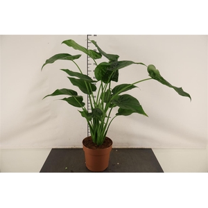 Alocasia 21 Cm. P. Cucullata