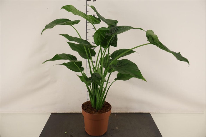 <h4>Alocasia 21 Cm. P. Cucullata</h4>