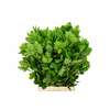 Faggio Preserved Green (beech,beuk)
