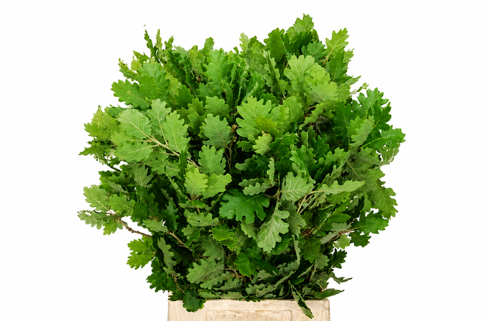 Faggio Preserved Green (beech,beuk)